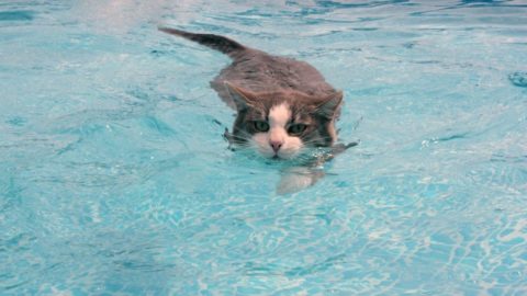 cats-funny-swimming-pussy-summer-cat-blue-water-pool-animal-pictures-download-1366x768