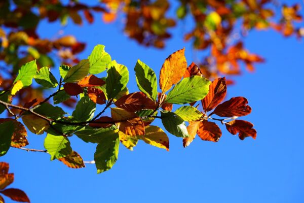 autumn-leaves-g6c901de8f_1920