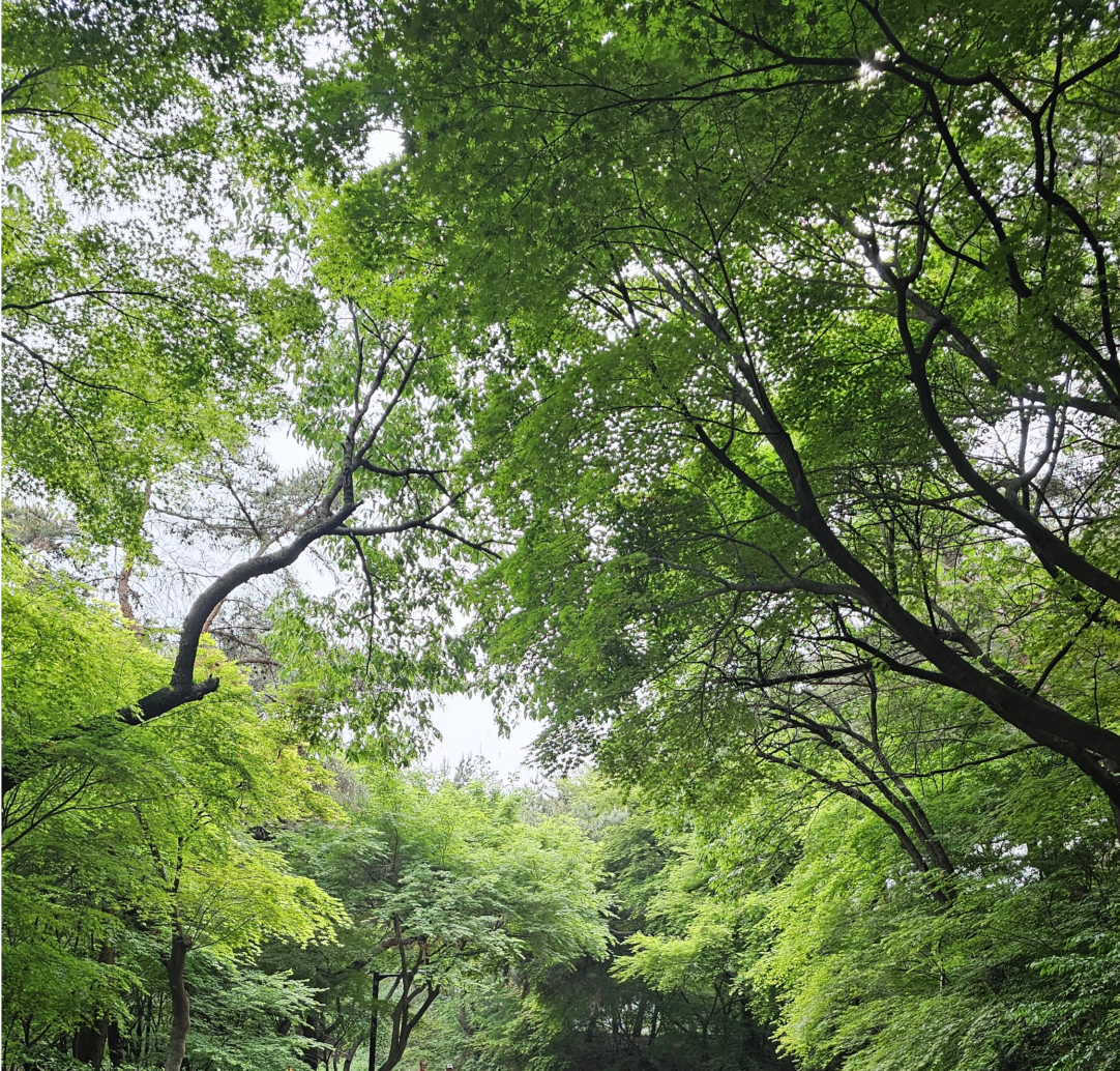 240430 남산둘레길 사진
